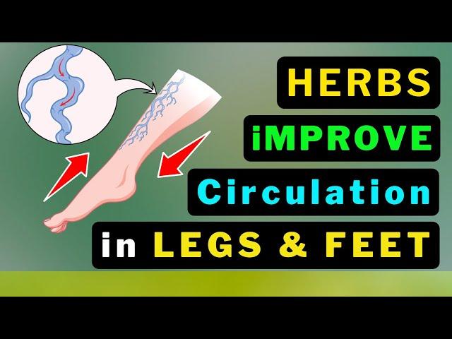 10 Miracle Herbs to Supercharge Your Leg Circulation NOW!