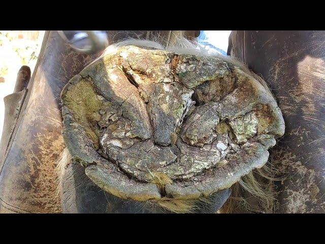 These Hooves Are So Dry!!! Hard Hooves Needing a Trim - Hoof Restoration - So Satisfying