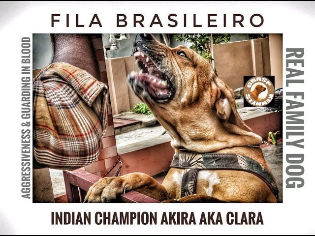 Fila Brasileiro Aggressiveness