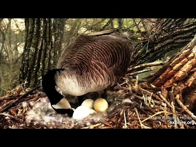 Explore.org Decorah Goose Cam: NO messing with Madam Goose! 20 & 22 Apr 2023