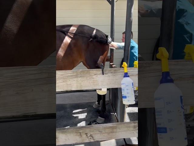 Making a baby  #horse #equestrian #florida #explore #fyp #stallion #breeding