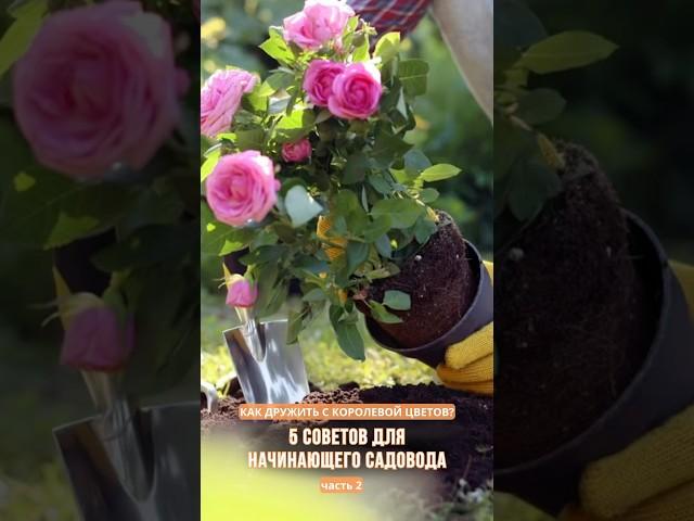 Первую часть видео смотрите в профиле #садоводство #розы