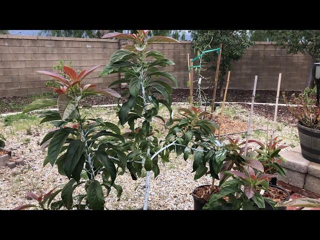 Hass avocado pruning 1 year update