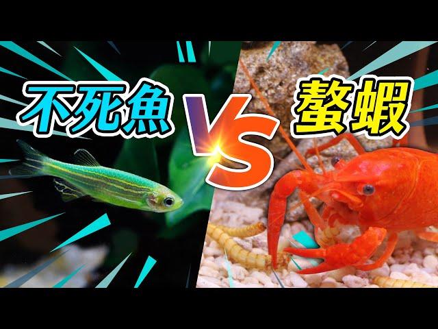 用魚缸重現魷魚遊戲！失敗的玩家將會......