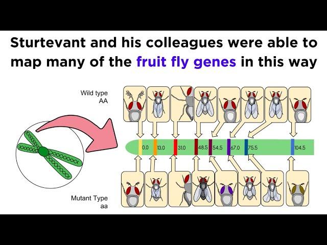 Gene Linkage and Genetic Maps