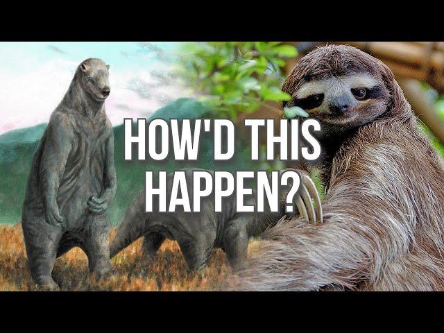 What Happened to Sloths?