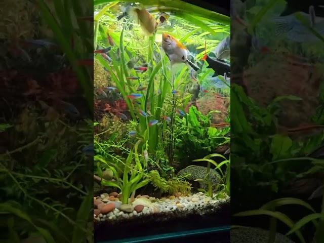 #feedingfish #tropicalfish #aquarium #plantedtank #silvershark #redtailshark #neontetra
