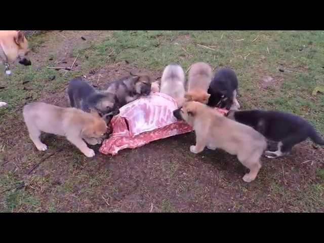 German Shepherd Mix Puppies - Raw Feeding on Venison Carcass