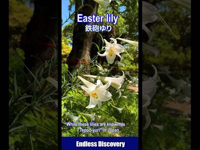 The Japanese wild Easter lily brought to Europe.