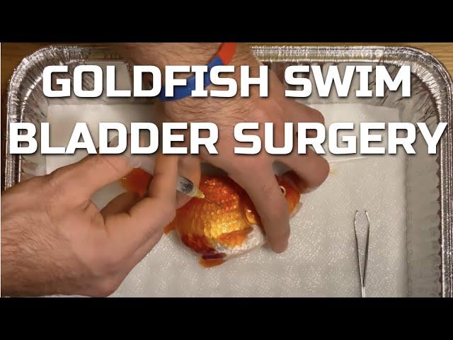 Goldfish Swim Bladder Surgery - Pressure Relief