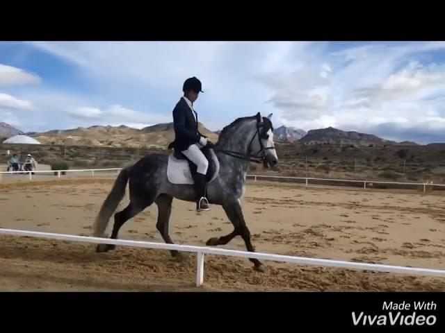 Dapple Grey Spanish Stallion for sale