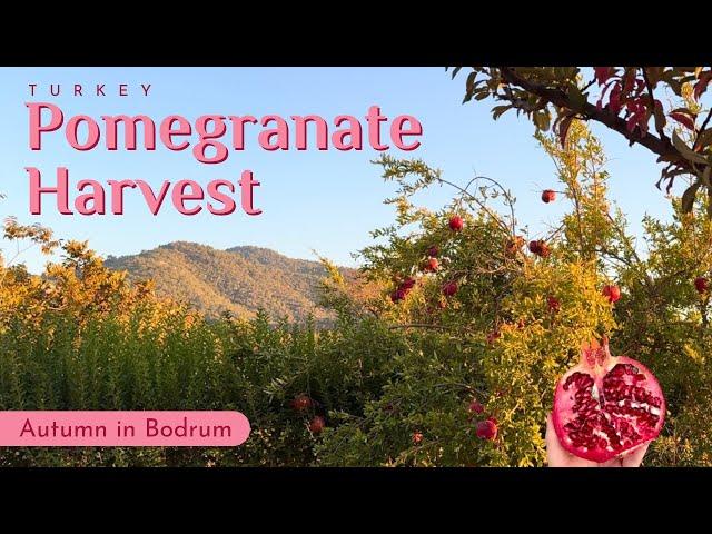 Turkish Pomegranate Harvest in Bodrum | Autumn in Turkey | Fresh Pomegranate Juice (Nar Suyu)