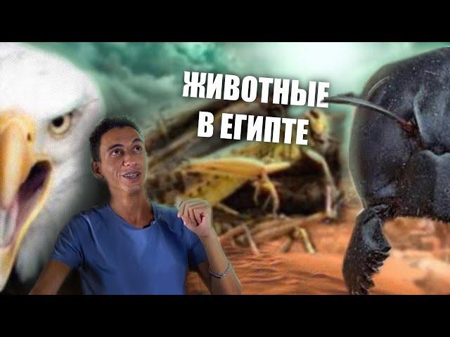 Правда про животных и насекомых Египта