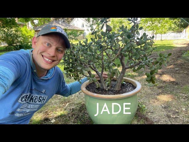 UP-POTTING a JADE Plant to a HUGE Planter