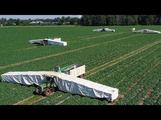 How American Farmers Harvest Thousands Of Tons Of Agricultural Products - American Farming