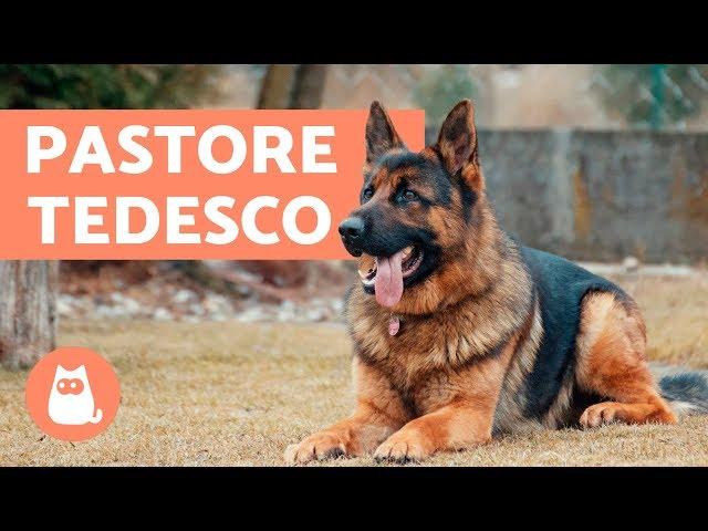 Pastore Tedesco: documentario - Caratteristiche e addestramento del Pastore Tedesco