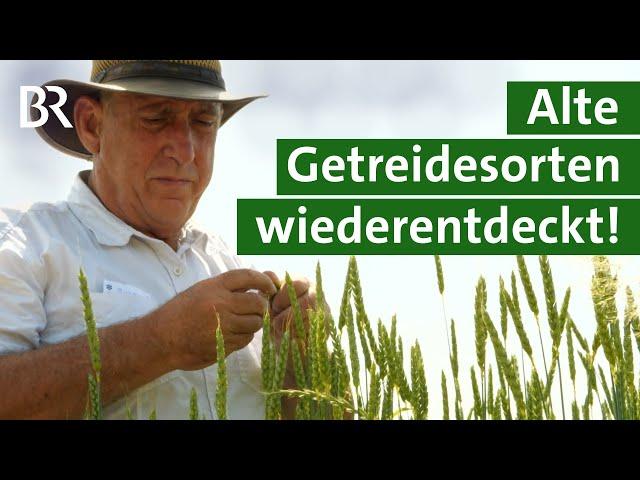 Alte Getreidesorten: Kann man damit Brot und Semmeln backen? | Urgetreide | Unser Land | BR