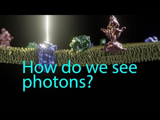 Phototransduction:  How we see photons