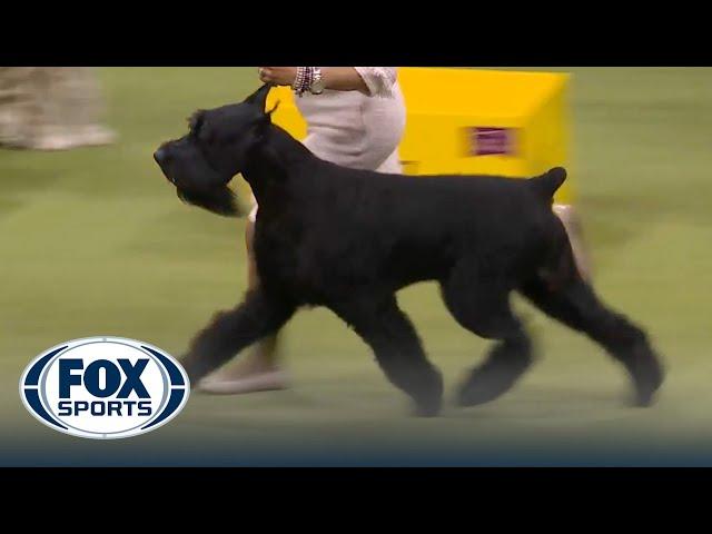 Monty the Giant Schnauzer wins the Working Group | Westminster Kennel Club