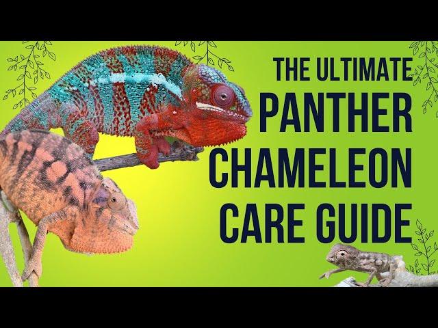 Panther Chameleon Care Requirements