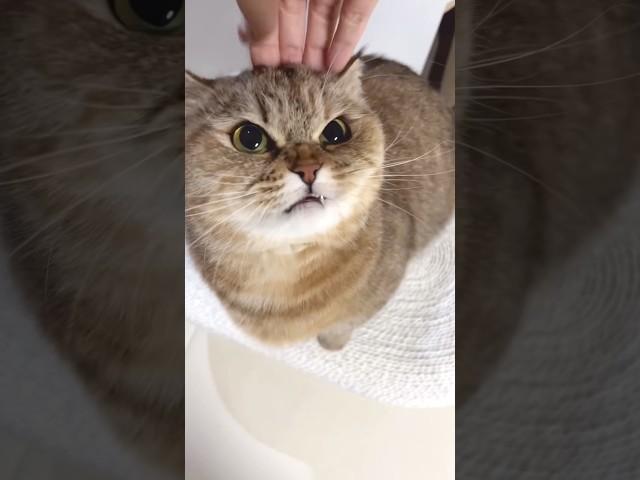 눈을 왜 그렇게 떠? #졸귀탱 #고양이쇼츠