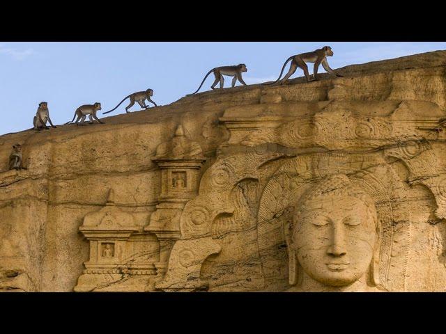 Monkey Kingdom: Review