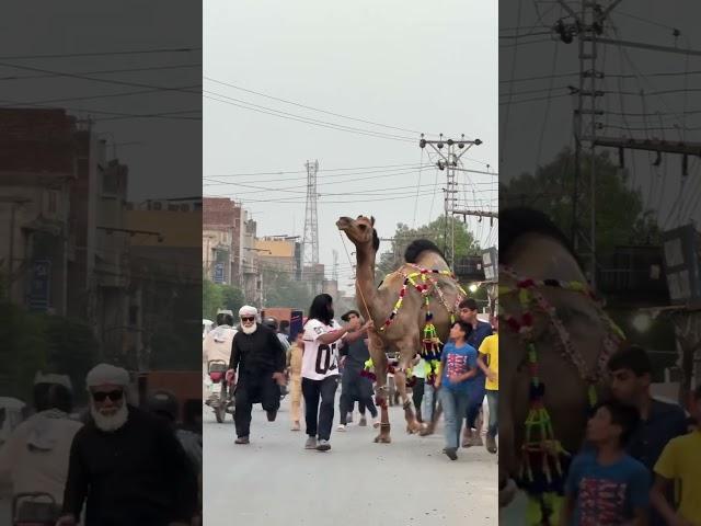 Qurbani2025️say mashallah camel entry️ #cow #qurbanvlogs #cowgoat #funny #cattleworld #farmanimal