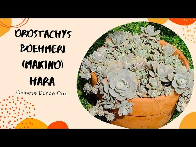 Orostachys Boehmeri Makino Hara (Chinese Dunce Cap) Care Tips