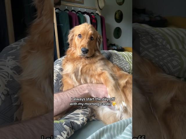 A glimpse into Pacha’s life before bringing Bucket home 🪣 A much simpler time  #goldenretriever