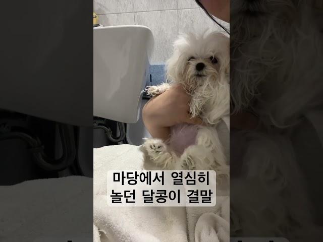 마당에서 놀다 집사한테 잡힌썰 #강아지브이로그 #강아지유튜브 #강아지일상 #말티즈