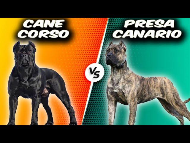 Cane Corso VS Presa Canario - Comparison