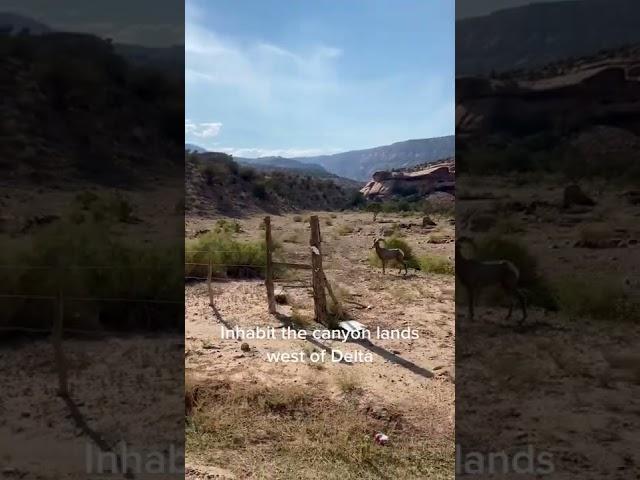 Desert Bighorn Sheep