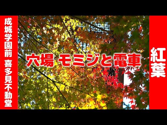 喜多見不動堂今日見てきた！２０２４年１２月３日成城学園の紅葉穴場モミジきれい　I saw it today! Kitami Fudodo Autumn leaves are so beautiful