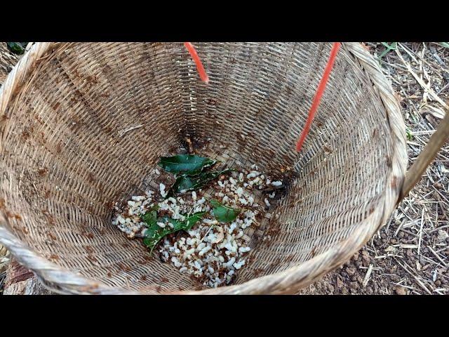 ไข่มดแดง red ant eggs 紅螞蟻卵 붉은 개미 알