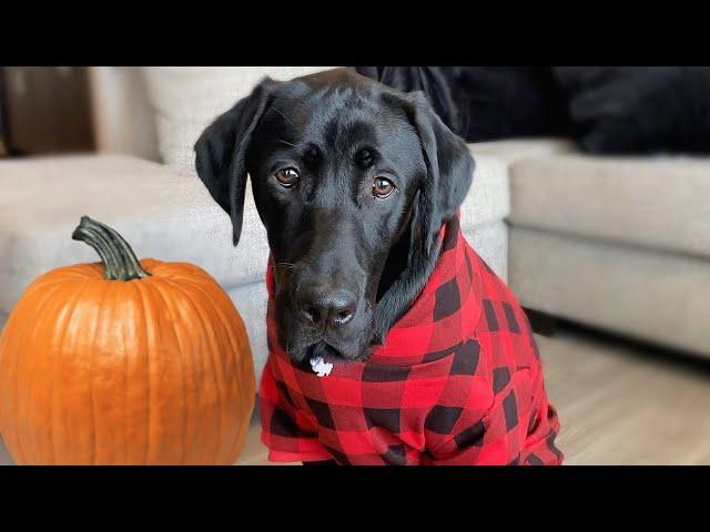 Labrador Plays With A Pumpkin For The First Time!!