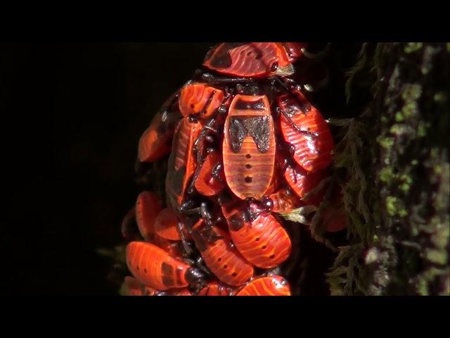 Rdeči škratec, šuštar - Pyrrhocoris apterus (Linnaeus, 1758)