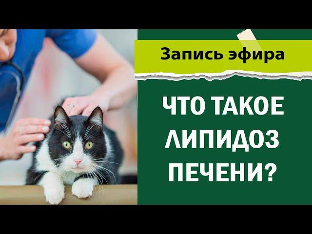 Лекция по ветеринарии - что такое липидоз печени