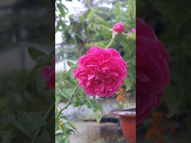 Chiều mưa #nature #relaxing #flowers #gardening #rainyday