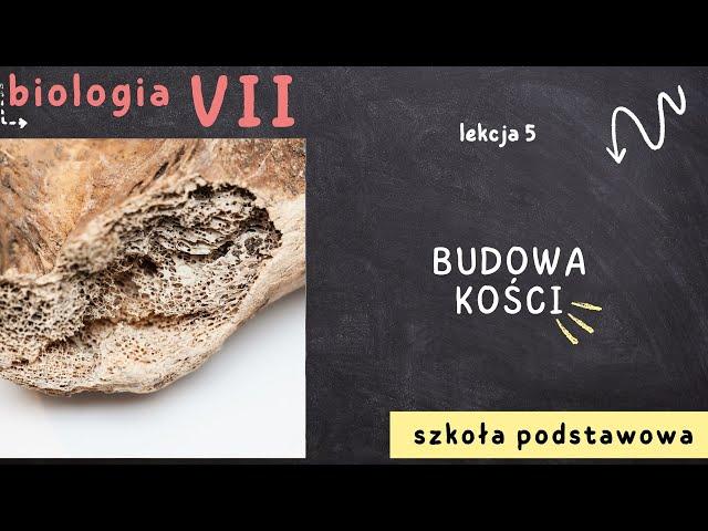 Biologia 7 [Lekcja 5 - Budowa kości]