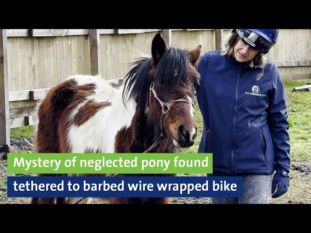 Mystery of neglected pony found tethered to barbed wire wrapped bicycle