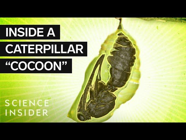 What’s Inside A Caterpillar 'Cocoon?'