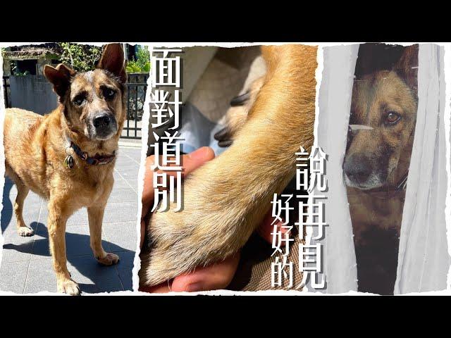 離別的課題！面對道別，讓我們好好的說再見！｜@熊爸估狗dogtrainer