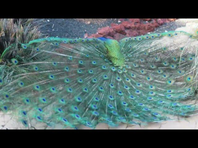 Peacock Mating 22