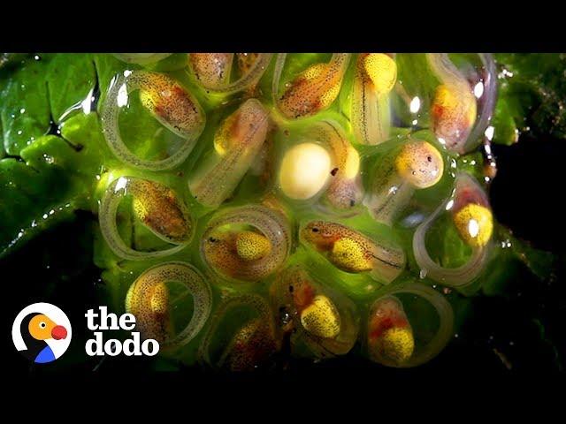 This Is How a Tadpole Transforms Into A Frog | The Dodo