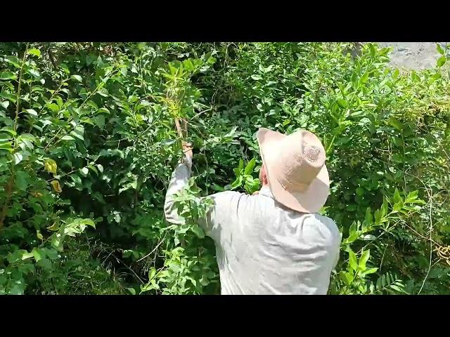 Harvesting Feral Blue Passion Fruit (Passiflora caerulea) from Alpine Cliffs at Lake Garda