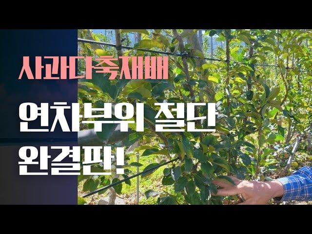 다축형 사과재배 연차부위 절단 요령 완결판