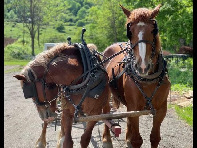 Runaway Amish horse damages Wellsville NY Country Club golf course