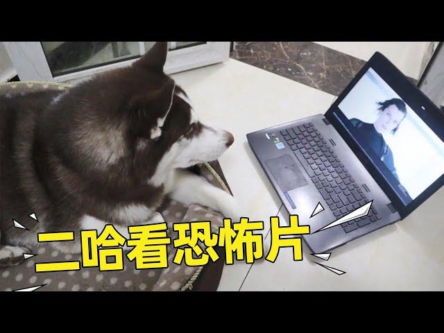 How would you react to watching a horror movie for Huskies? 【Ha Zai 11】