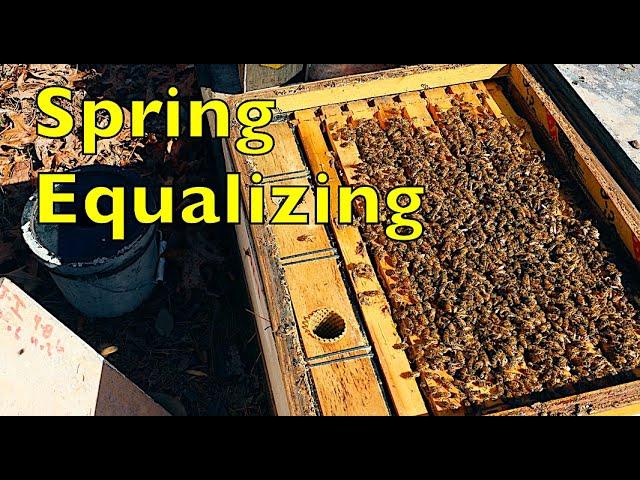 Equalizing Bee Colonies