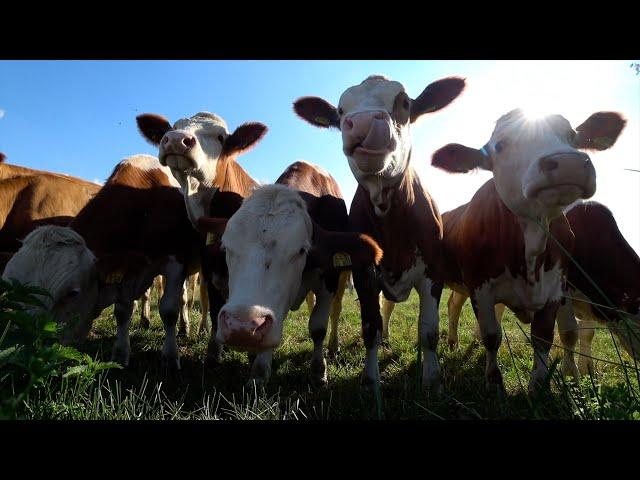 (4K) Cow videos ver.2  Cows mooing & grazing in a field  Nature sounds & white noise  Relaxing 